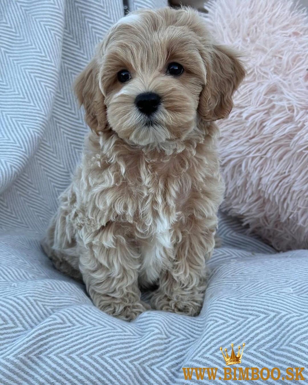 Krásne mini šteniatka Maltipoo