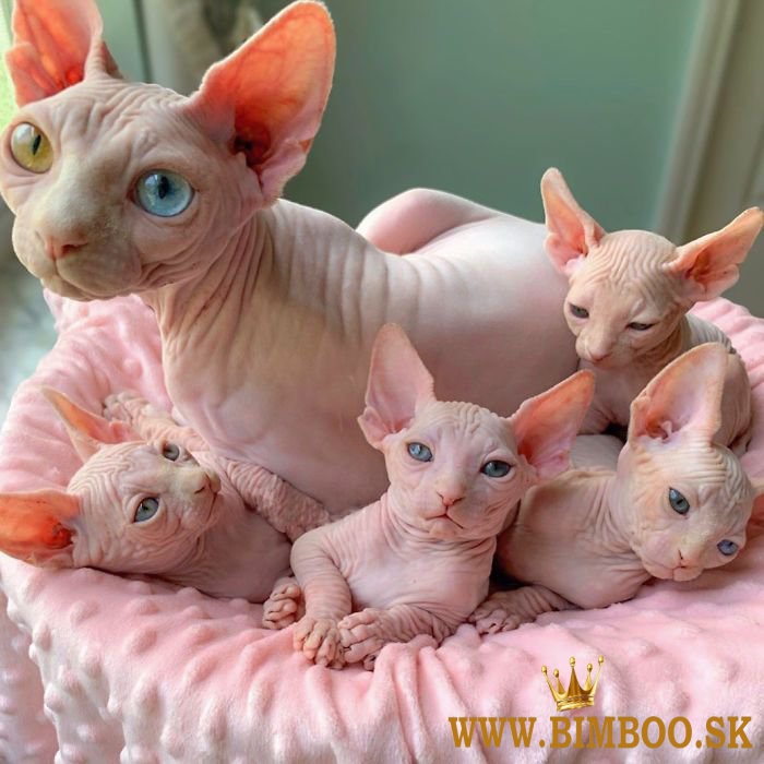 mačiatka sphynx na adopciu .