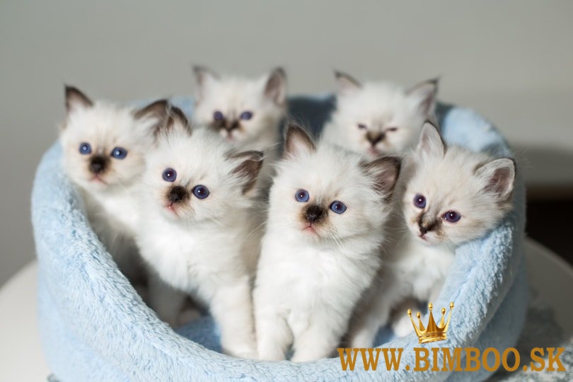 Bengal X, britská krátkosrstá, mainská mývalia. Predám sibírske mačiatka.