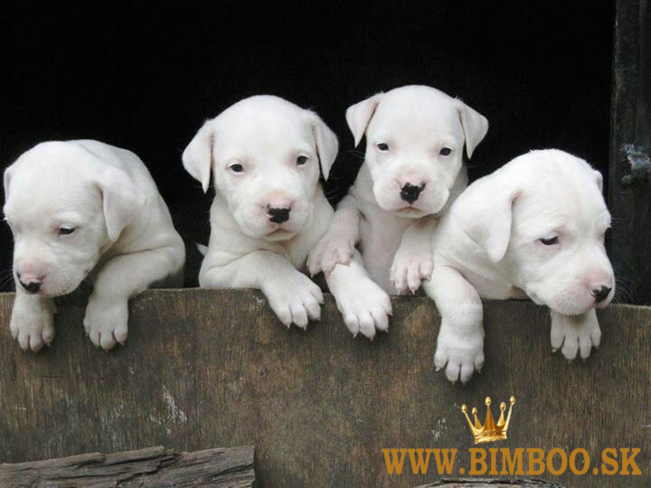 Argentínska doga -  s PP (dogo argentino)