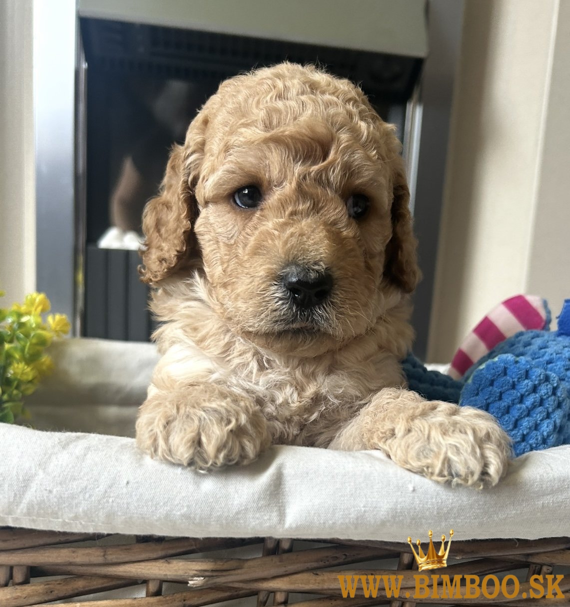Šteniatka Goldendoodle