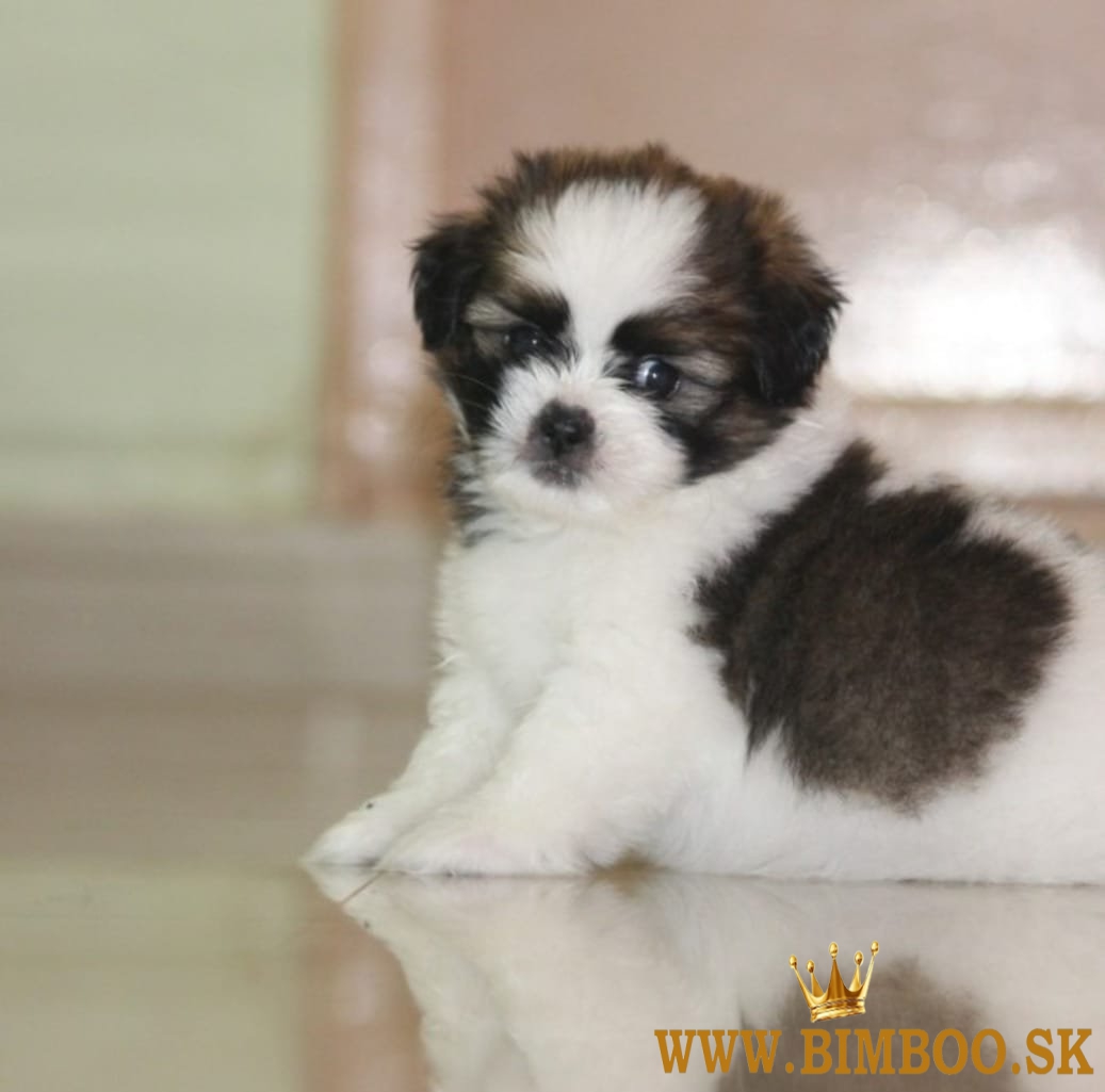 Šteniatka Shih Tzu sú k dispozícii na adopciu