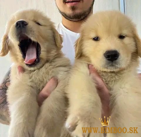 Golden retriever puppies 