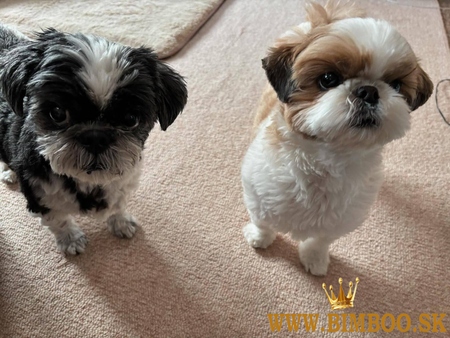 Nádherné šteniatka shih tzu sú pripravené.