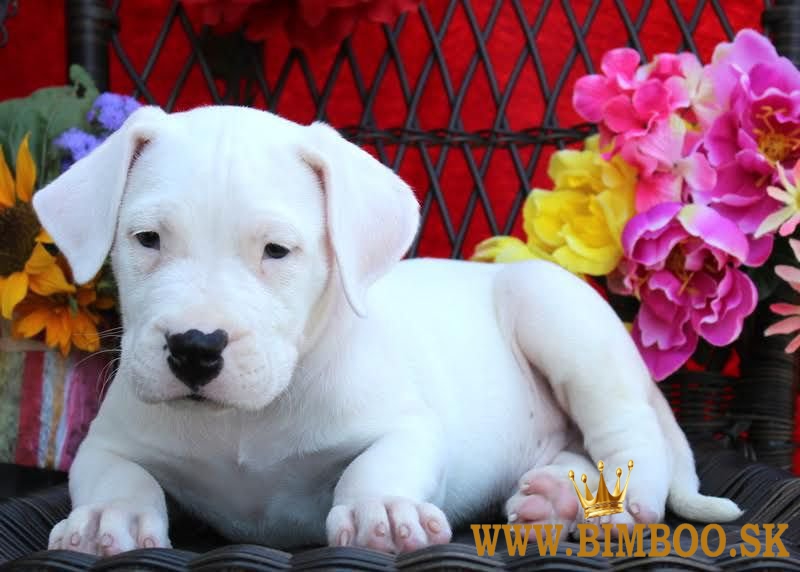 Argentínska doga -  s PP (dogo argentino)