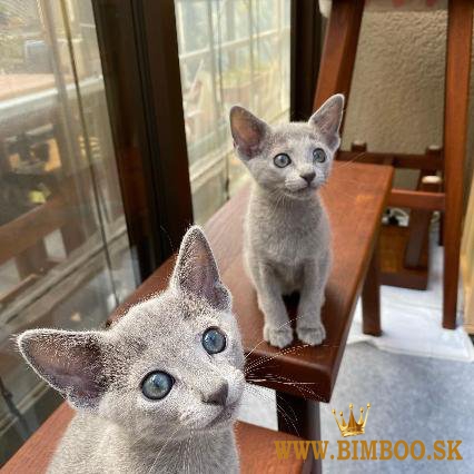  Cute Russian blue kittens
