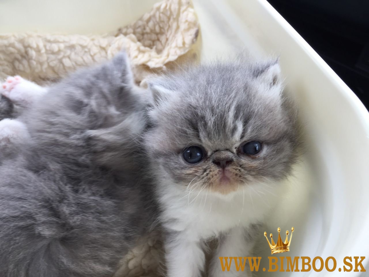 Exotické krátkosrsté mačiatka na predaj. WhatsApp nás: +447490124950