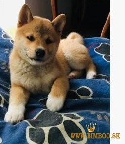 Šteniatka Shiba Inu