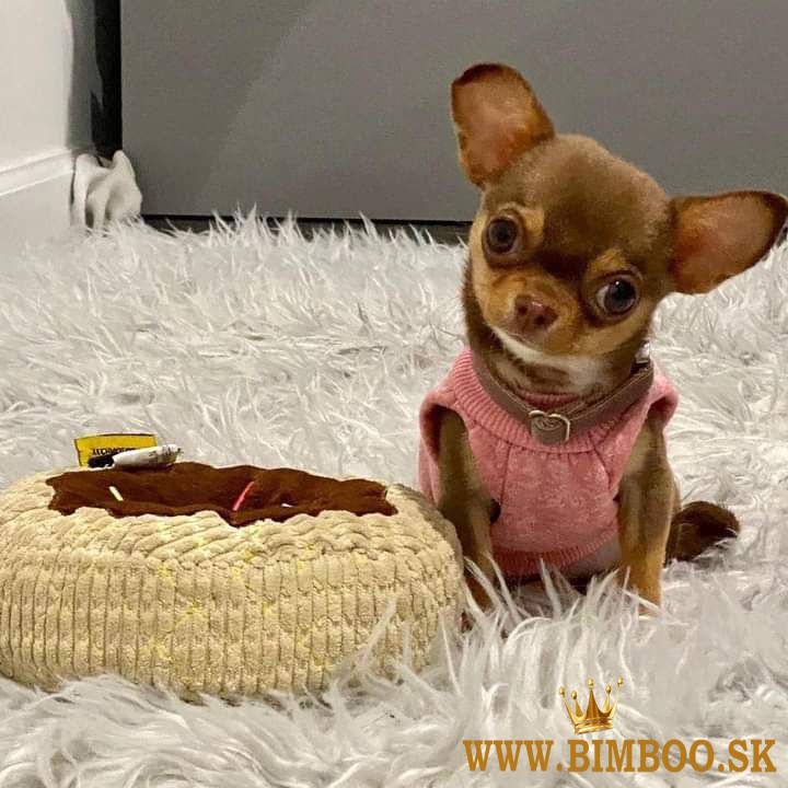 Male & Female Chihuahua Puppies for Sale  Business WhatsApp: +37256348129