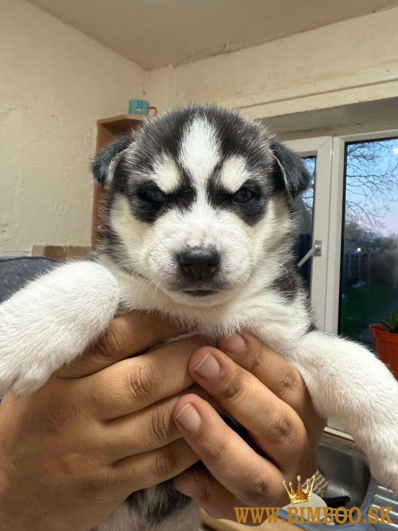 Šteniatka sibírskeho huskyho