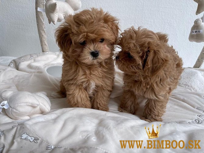 Krásne šteniatka Maltipoo