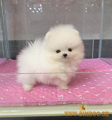 Pomeranian s pp 