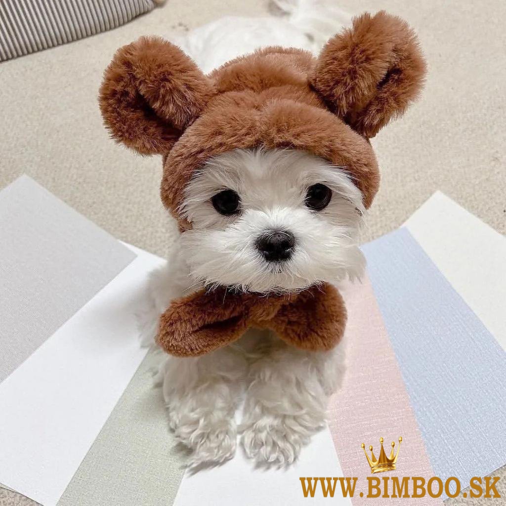 Maltčina registrovaná v KC