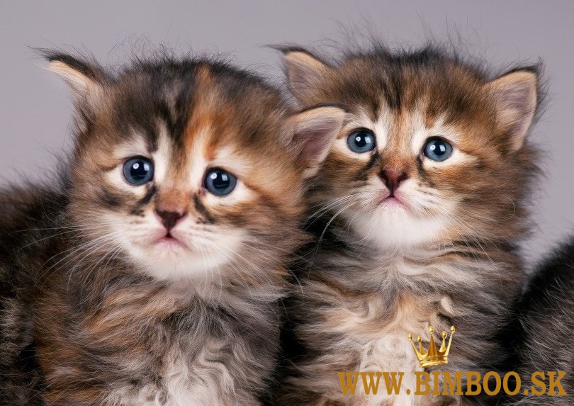 Bengal X, britská krátkosrstá, mainská mývalia. Predám sibírske mačiatka.