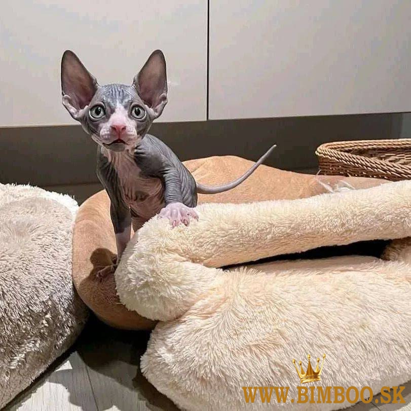 Sphynx Kittens WhatsApp: +27842597191