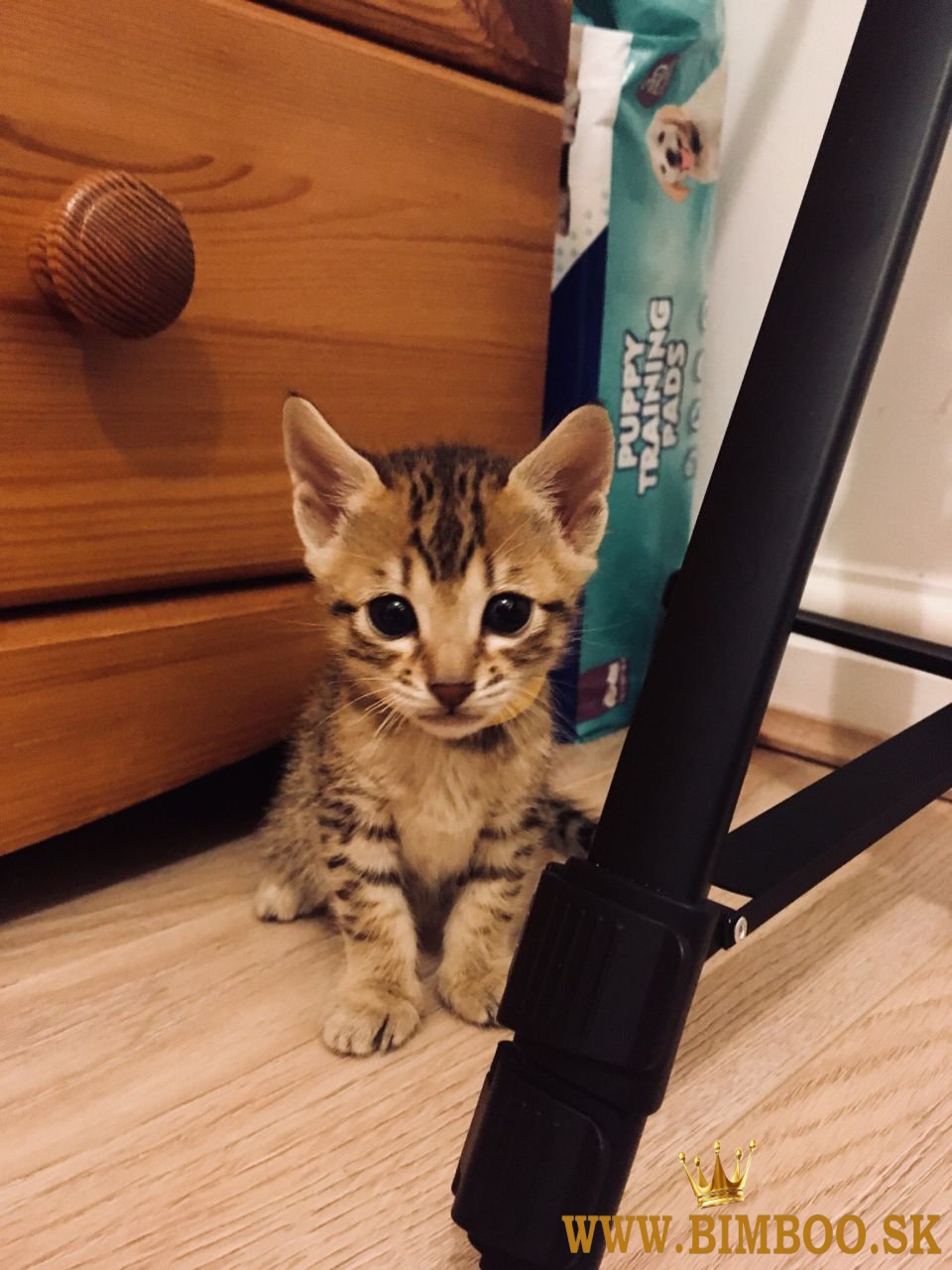 Poačiatka plemena Savannah od F1 do F4. WhatsApp nás: +44núkame m7490124950