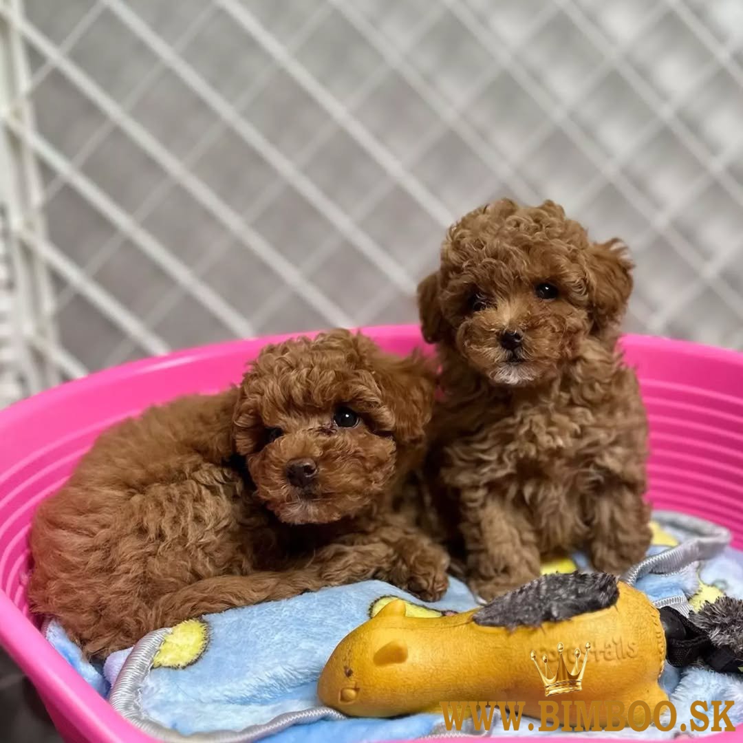 Šteniatka hračkárskeho pudla.