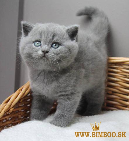 British shorthair kittens
