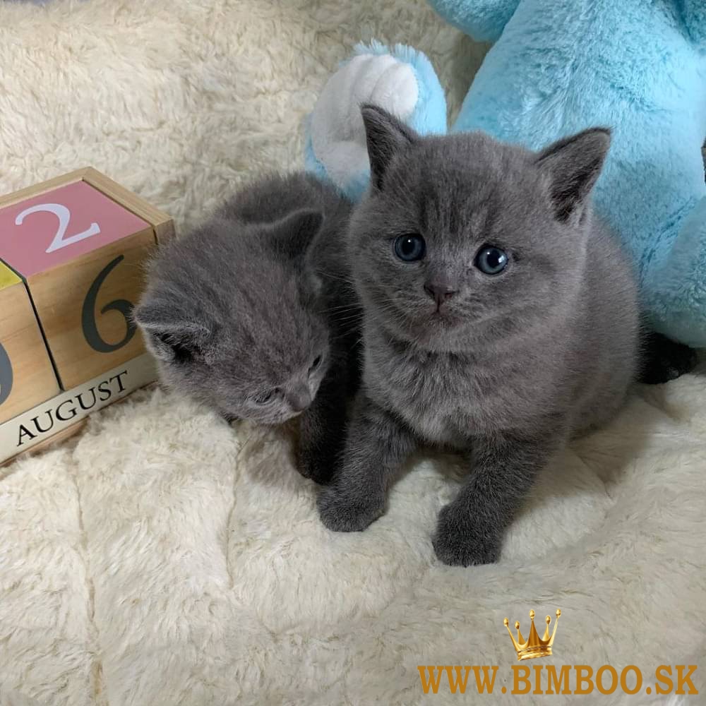 Bengal X, britská krátkosrstá, mainská mývalia. Predám sibírske mačiatka.