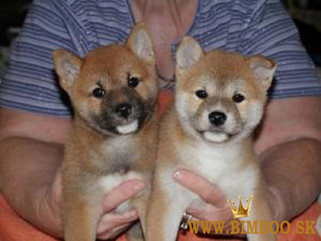 Šteniatka Shiba Inu +447482162214