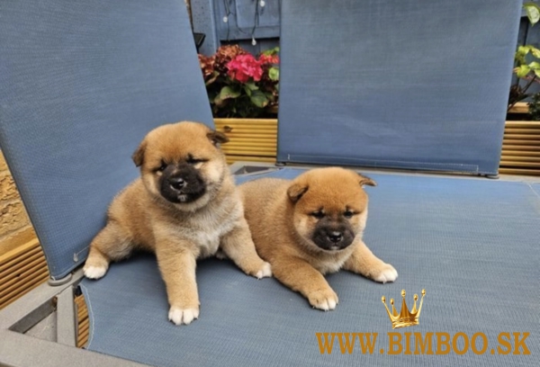 Šteniatka japonského Shiba Inu
