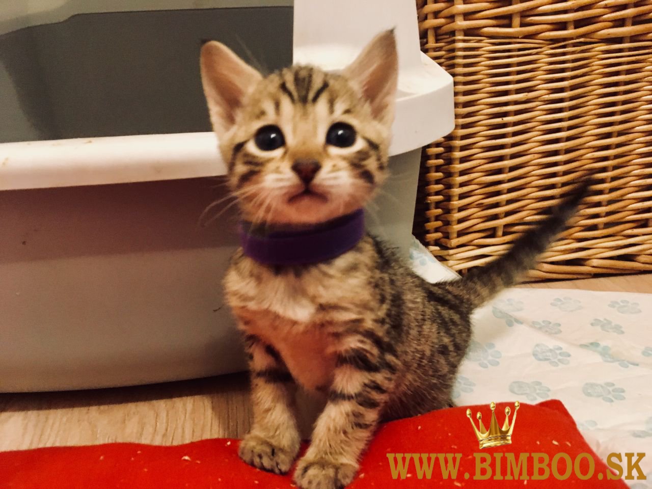 Poačiatka plemena Savannah od F1 do F4. WhatsApp nás: +44núkame m7490124950