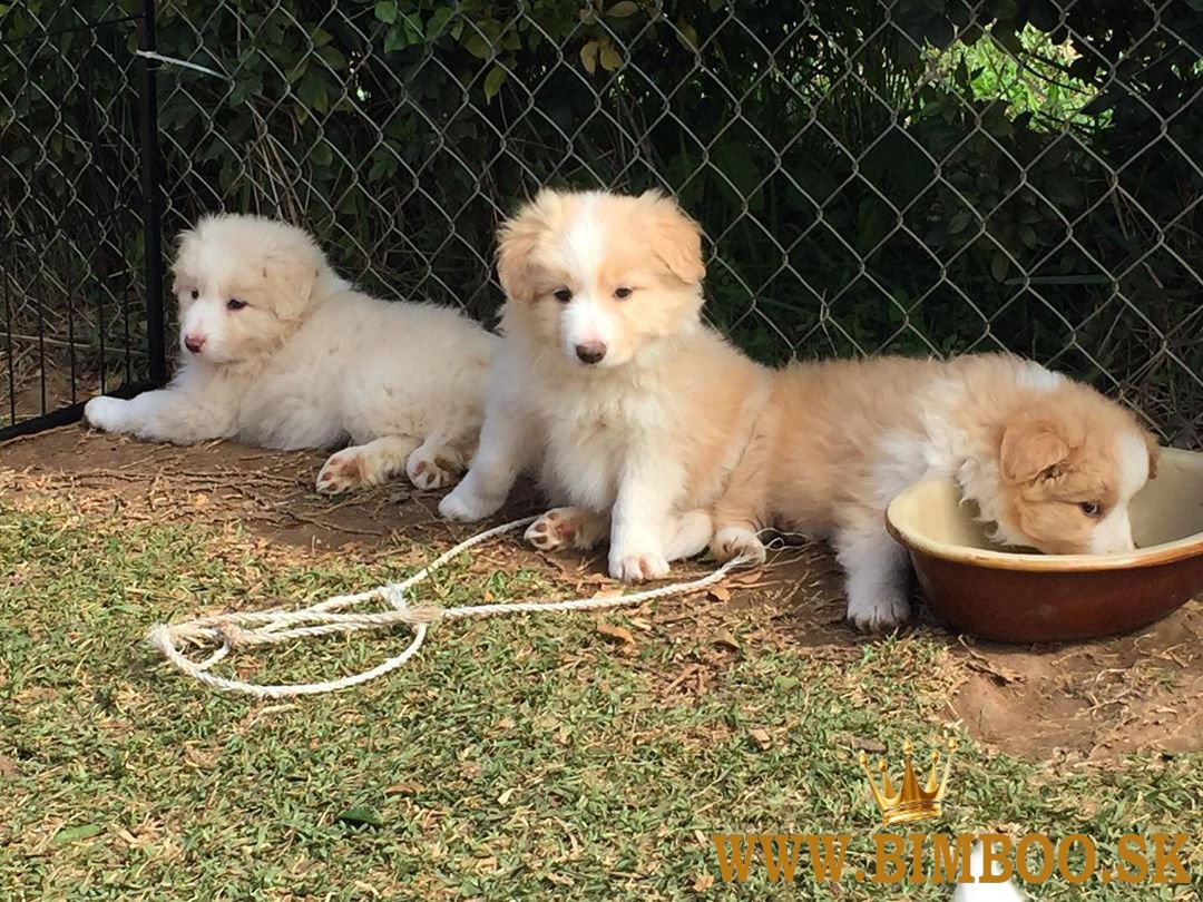 Šteniatka border kolie v kvalite AKC.whatsapp nás:+447490124950