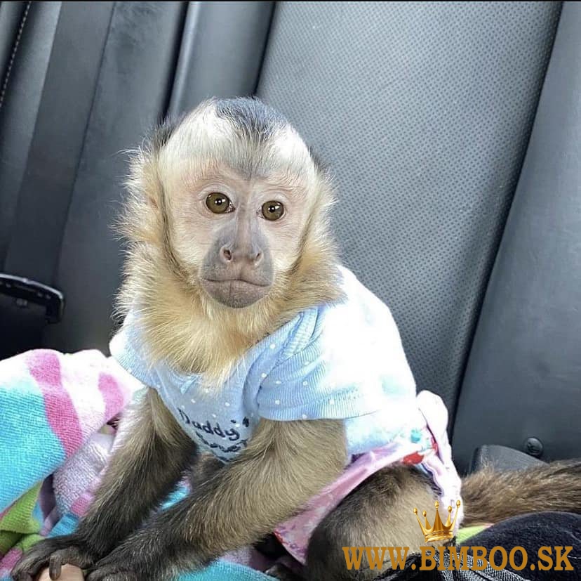 Úžasná kapucínska opica na adopciu na Vianoce