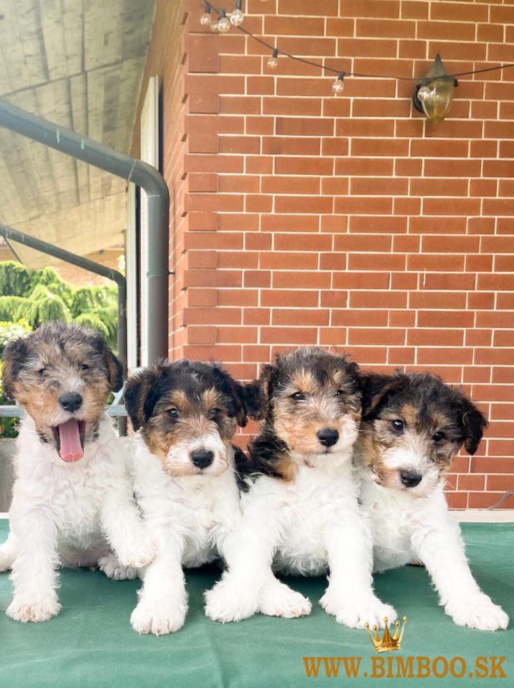 Krásne šteniatka Wire Fox Terrier hľadajú milujúci nový domov