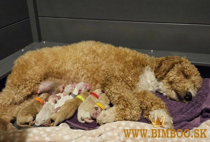 Stunning Small Miniature Goldendoodle Puppies +1(559) 745-5646