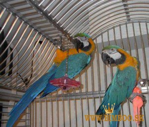 Papagáj ara modro-zlatý. whatsapp nás: +447490124950