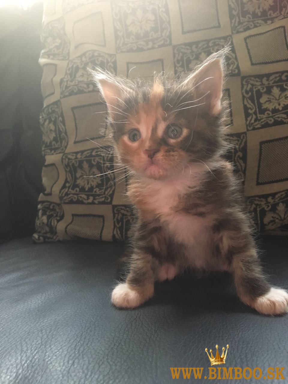 K dispozícii mačiatka hrivastého mývala. whatsapp nás: +447490124950