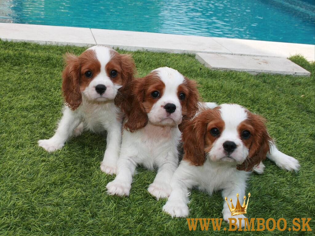 Šteniatka Cavalier-King-Charles-Spaniel sú k dispozícii.