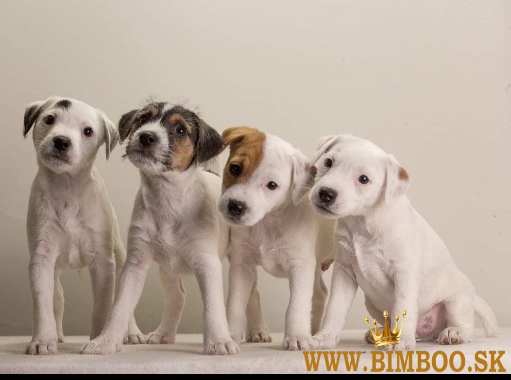 Šteniatka Parson Russell Terrier.