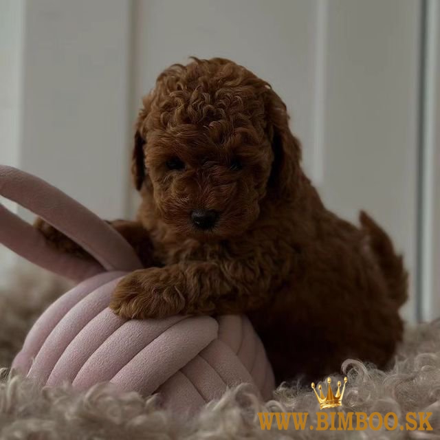 Rozkošné šteniatka červeného pudlíka