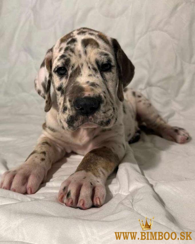 Šteniatka nemeckej dogy