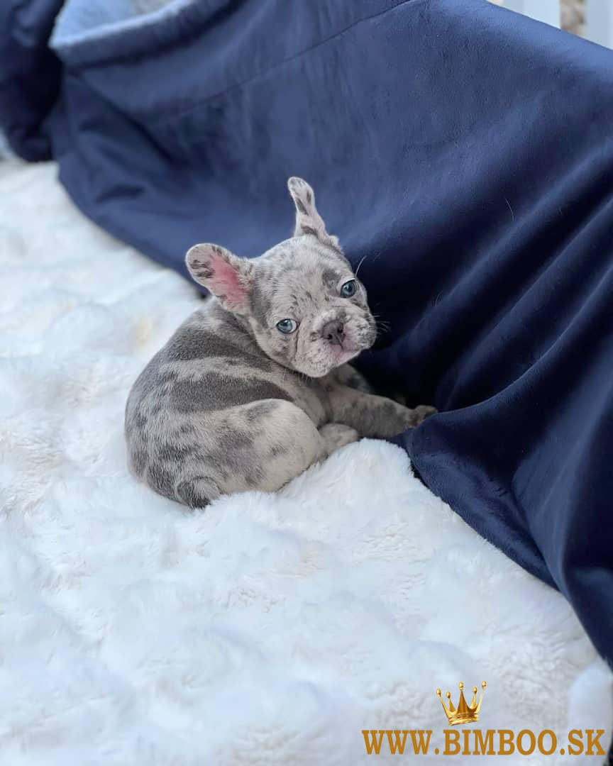 French Bulldogs for Sale. Business WhatsApp: +37256348129