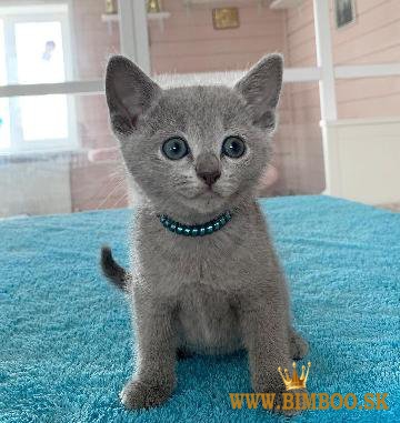  Cute Russian blue kittens