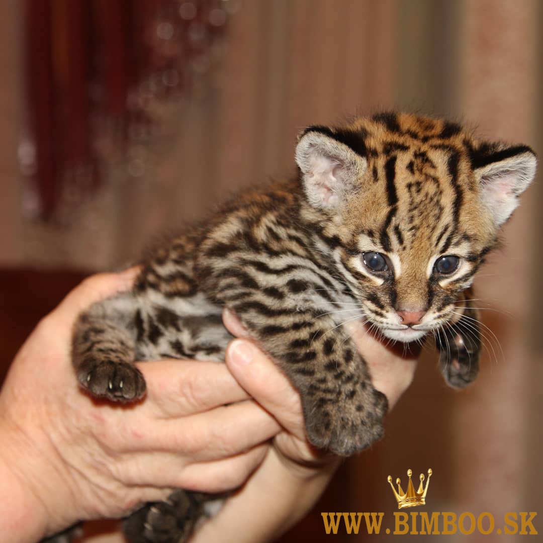Ocelot Kittens WhatsApp: +27842597191