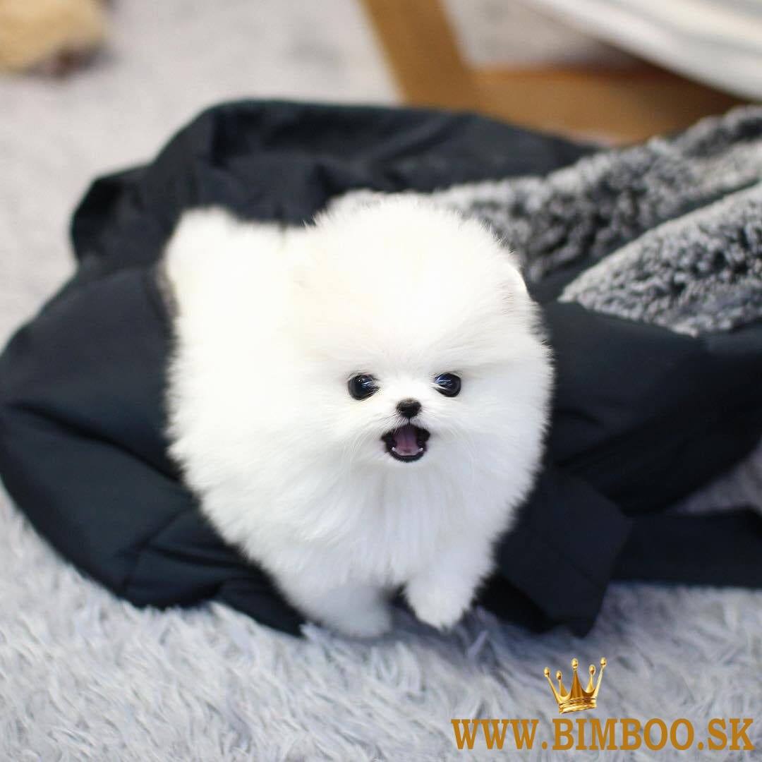 Na predaj sú šikovné šteniatka pomeraniana v šálke.