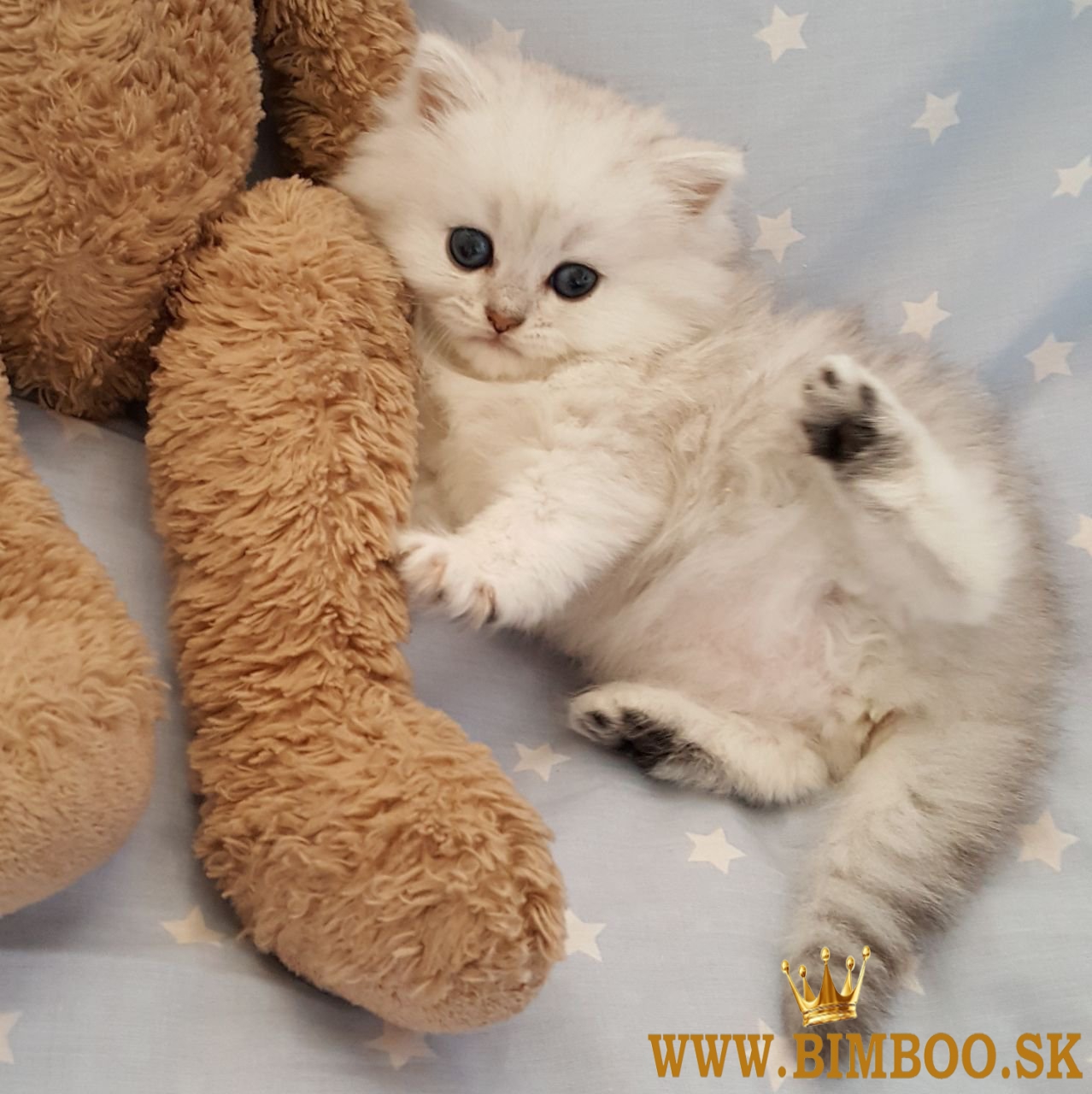 Perzské mačiatka na predaj. WhatsApp nás: +447490124950