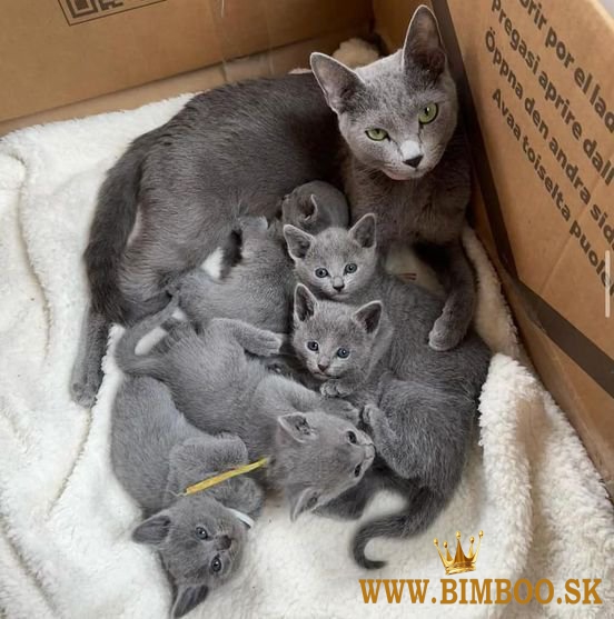 Russian Blue Kittens +27842597191