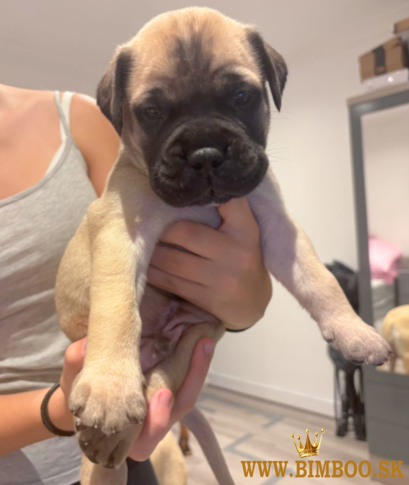 Bulmastif pripravený na pripustenie