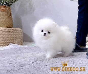 Dostupné krásne šteniatka pomeranian