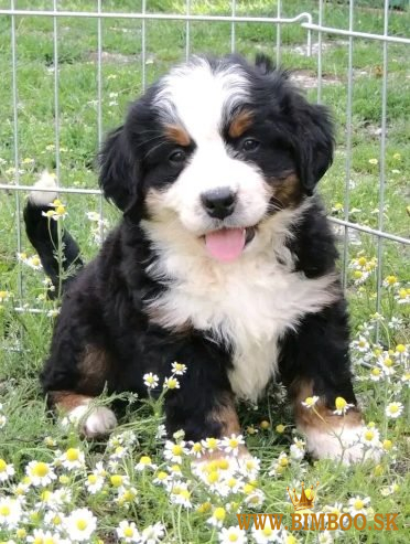 Šteniatka nemeckej dogy... kontaktujte 