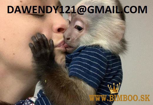 Zdravé mláďatá kapucínskych opíc na predaj