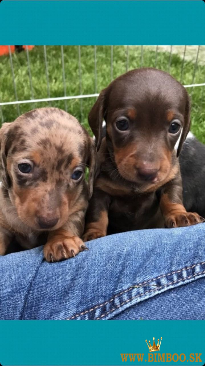 Čistokrvné šteniatka holandského buldoga. whatsapp us: +447490124950