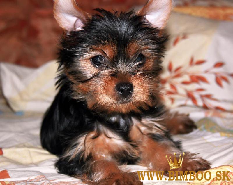 Rozkošné šteniatka Yorkie na predaj.whatsapp ja na: +44 7453 907158