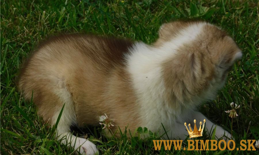 Rozkošné šteniatka sibírskeho huskyho.whatsapp nás:+447490124950