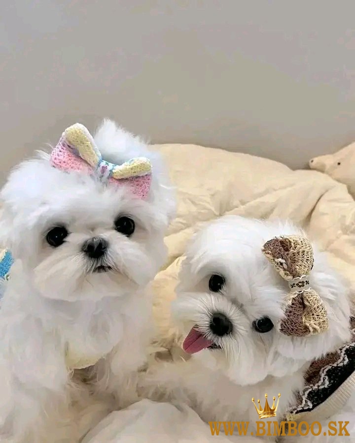 Maltese puppies WhatsApp +1(606)331-8962